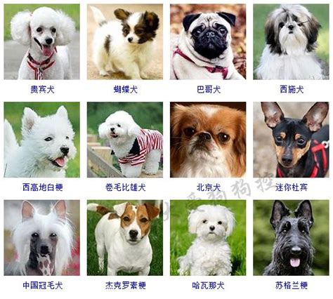 黑狗品種|犬種列表